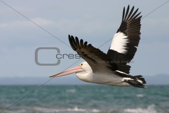 Australian pelican flying