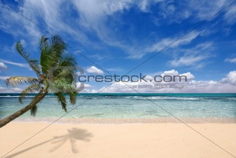 Palm Tree Over the Ocean Waves