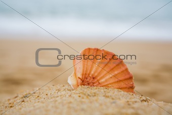  Cockleshell on sand  