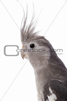 White-faced Cockatiel