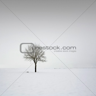 Single tree in field during winter 4
