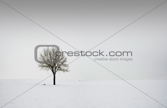 Single tree in field during winter 2