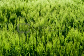 Beautiful wheat field detail