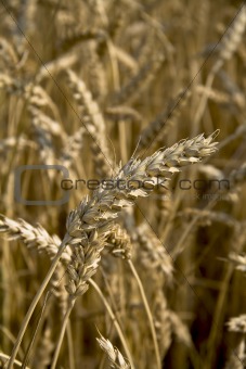 Close up piece of wheat