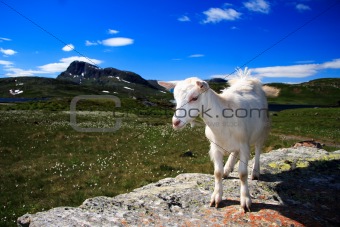 Young Goat in Norway