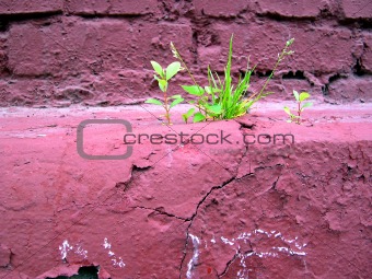 sprout on old wall