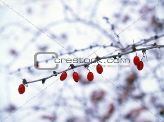 "Winter: Berries": American Barberry Bush in Snow