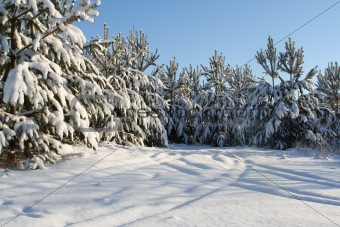 Snow trees in a winter wood in the afternoon