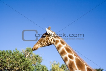 Giraffe Close-up 