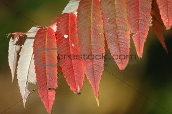 Red Leaves in Autumn