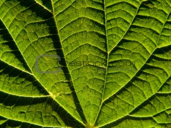 Leaf of the nettle