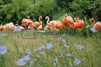 Flock of Pink Flamingo