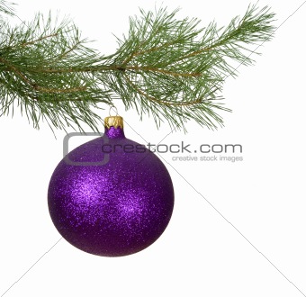 christmas branch with violet bauble