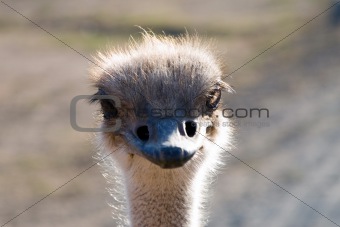 Close up of an Ostrich