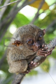 bohol tarsier