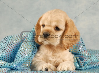 cute puppy hiding under blanket