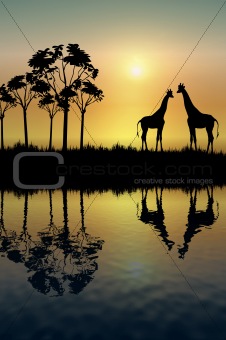 Giraffe Reflection