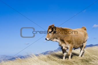 cow