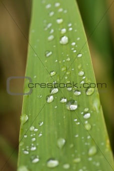 rain dops on grass blade