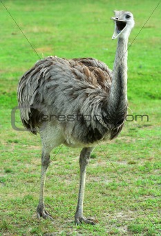 Rhea with it's mouth open