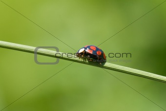 ladybug on grass stem