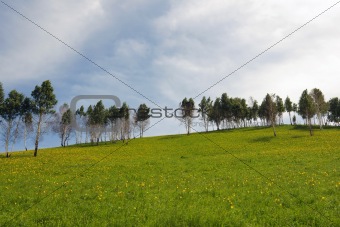 trees in field