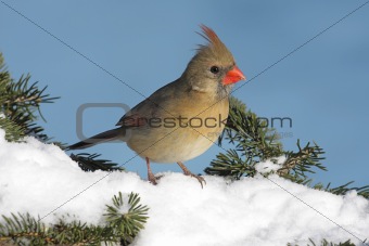 Cardinal In Snow