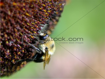  Bumblebee on the flower