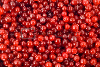 cranberry berry