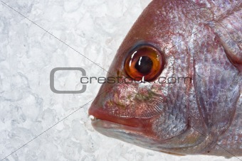 single raw gilthead fish on crushed ice