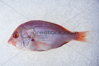 single raw gilthead fish on crushed ice