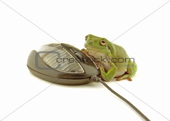 computer frog