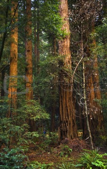 Giant Redwood Trees Tower Over Hikers Muir Woods National Monume