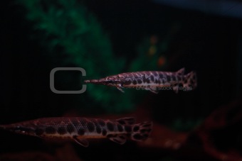 Aquarium tropical long fish