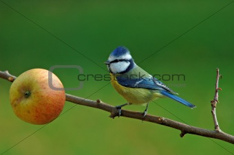 Blue Tit