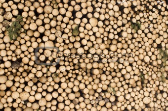 wood - cut tree trunks
