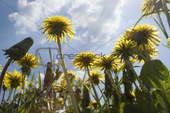 dandelions on meadow