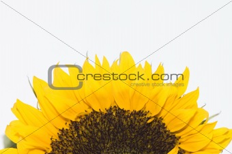 detail of blooming sunflower on white background