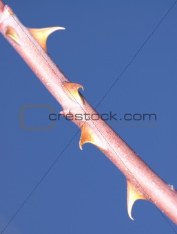 detail of thorny stem of a rose (Rosa canina)
