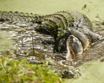 Alligators Feeding