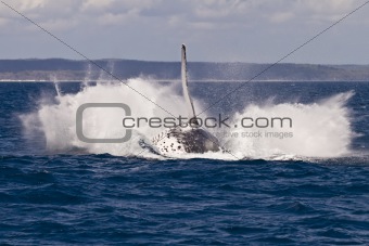 humpback whale breach splash