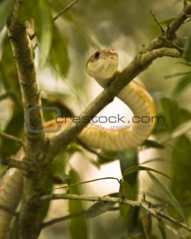 Snake in a Tree