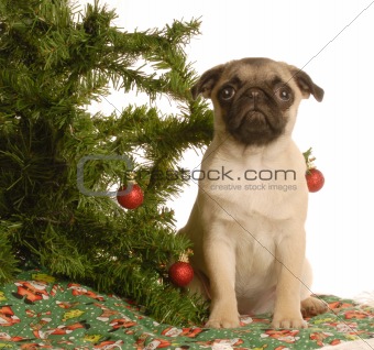 pug puppy under christmas tree