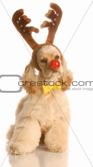 cocker spaniel dressed up as rudolph