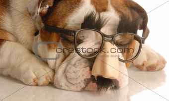 dog wearing funny glasses