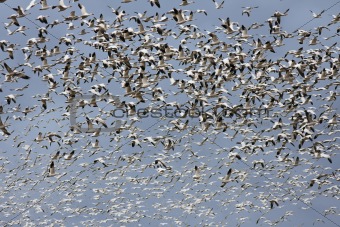 One Thousand Snow Geese