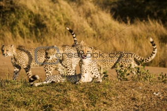 Four Cheetah On Safari