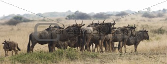 Herd Of Wildebeest On Safari