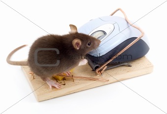 Clever Mouse