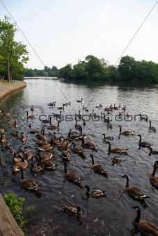 Flock of Geese